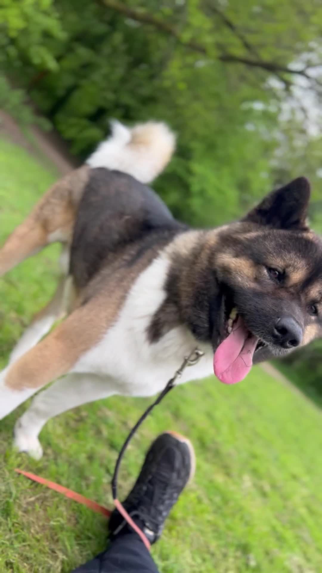 Akita dogs for stud: ***Chico’s finding LOVE… Proven Stud*** - Video 2