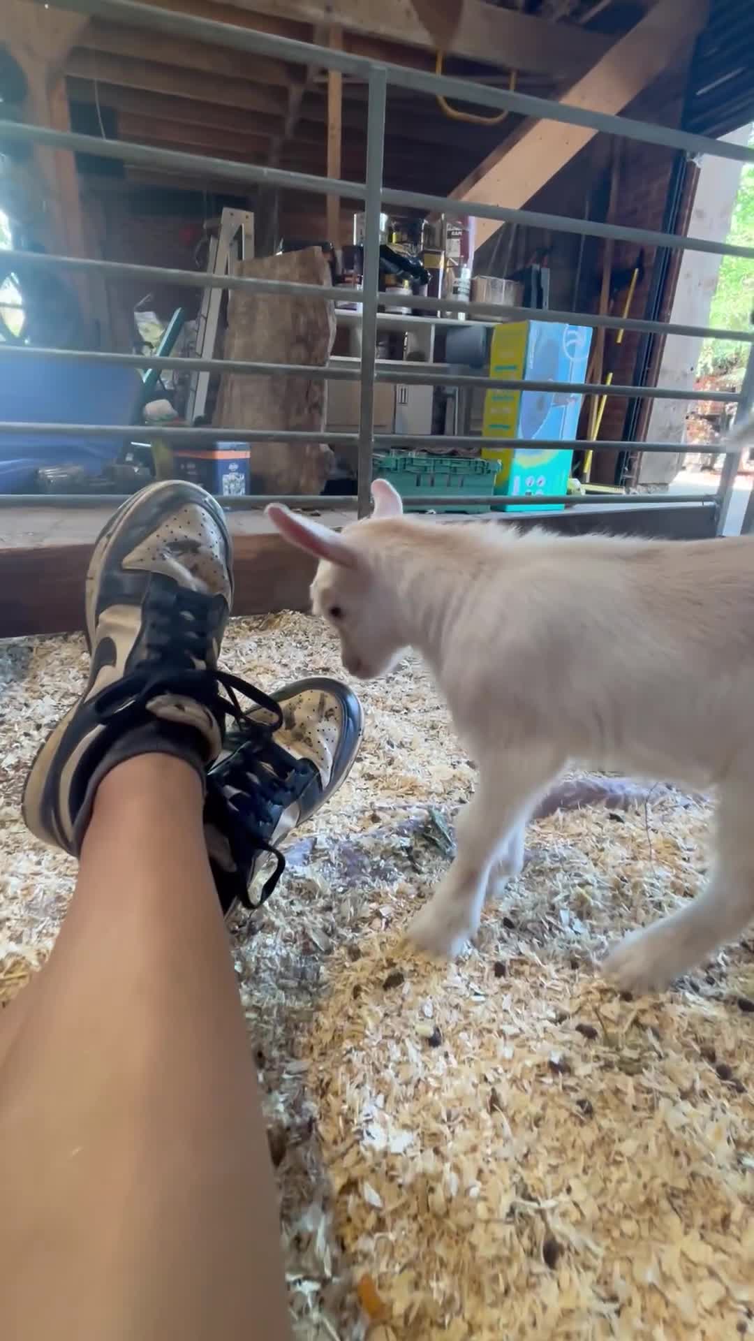 Goats livestock for sale: Pedigree pigmy kid  - Video 1