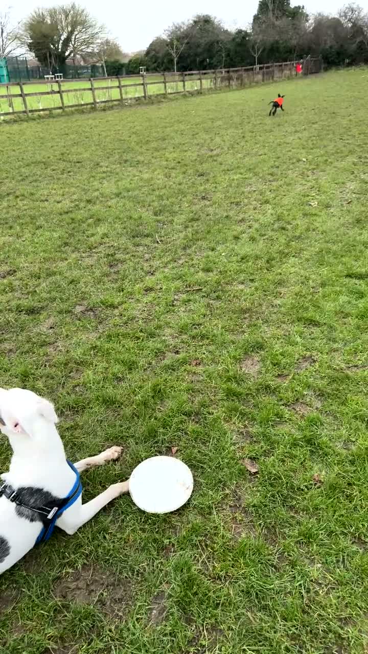 Cane Corso dogs for stud: Stud looking for female  - Video 1