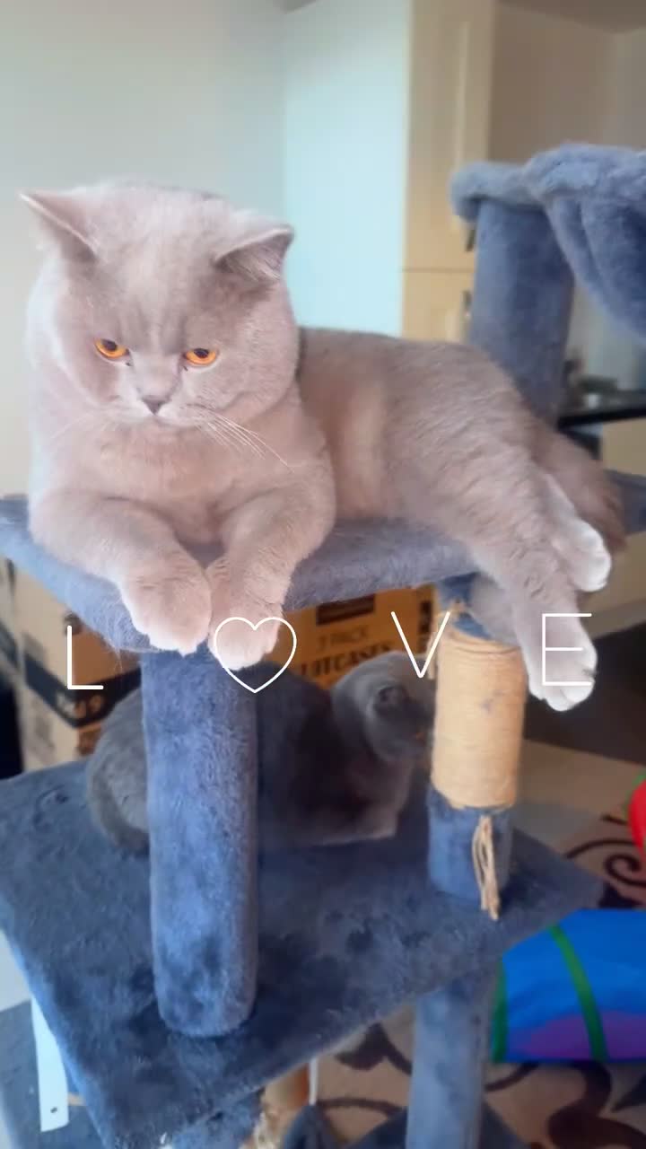 British Shorthair cats for sale: British short hair Cats - Video 5