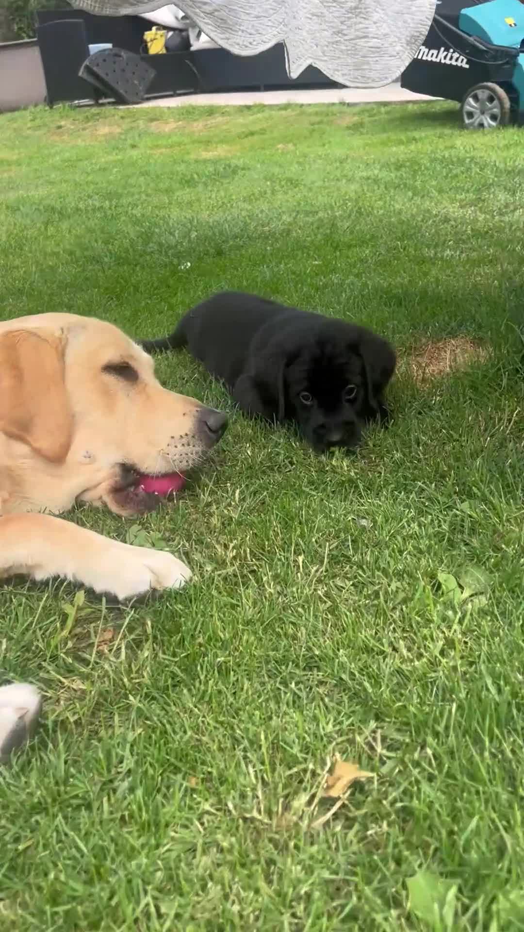 Goldador dogs for sale: Goldadors ❤️❤️❤️ - Video 2