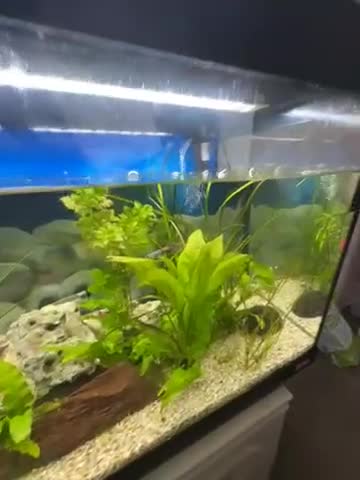 Cichlids fish for sale: 2 LARGE FISH TANKS AND SETUP - Video 1
