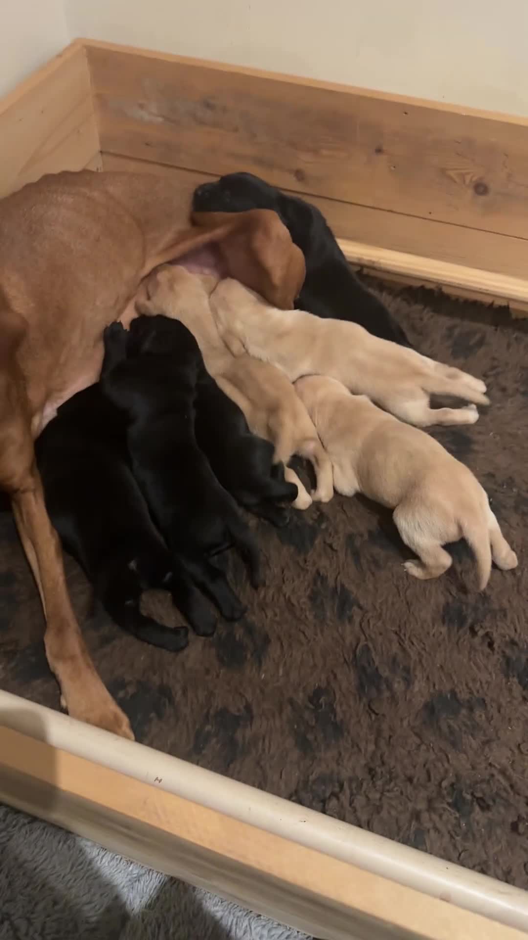 Mixed Breed dogs for sale: Fabulous bunch of vizsladors  - Video 1