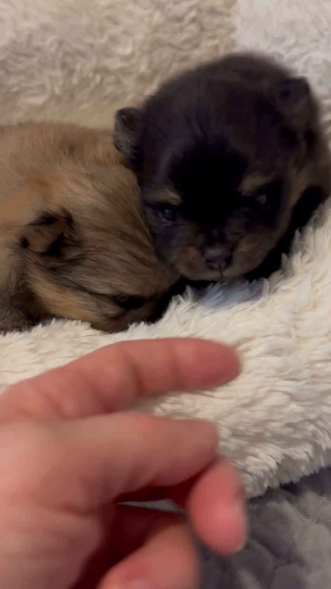 Pomeranian dogs for sale: Two little stunners - Video 1