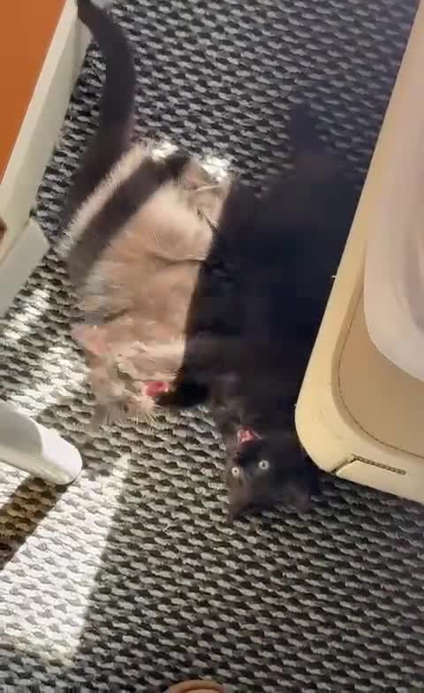 Mixed Breed cats for sale: Pretty all black ragdoll mix girls - Video 1