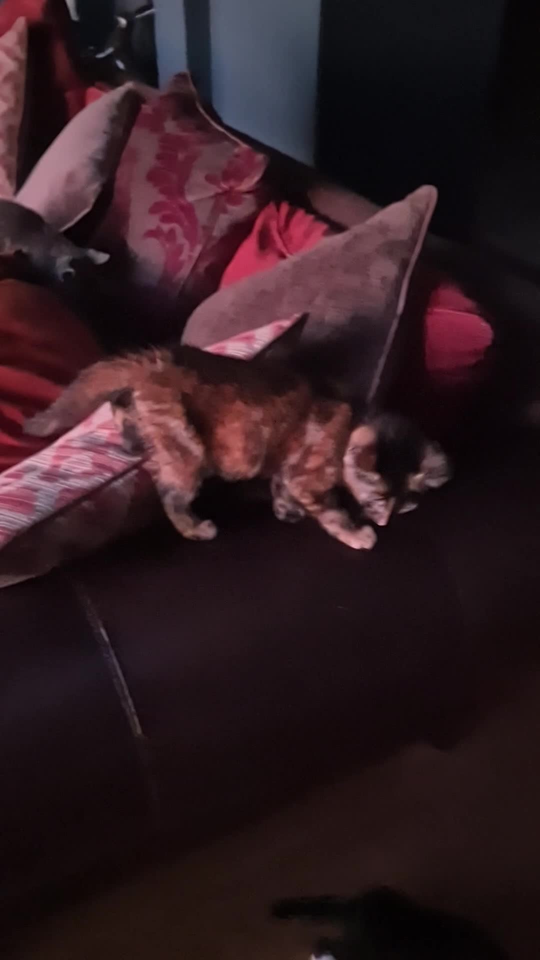 Mixed Breed cats for sale: Beautifully marked kittens . - Video 2