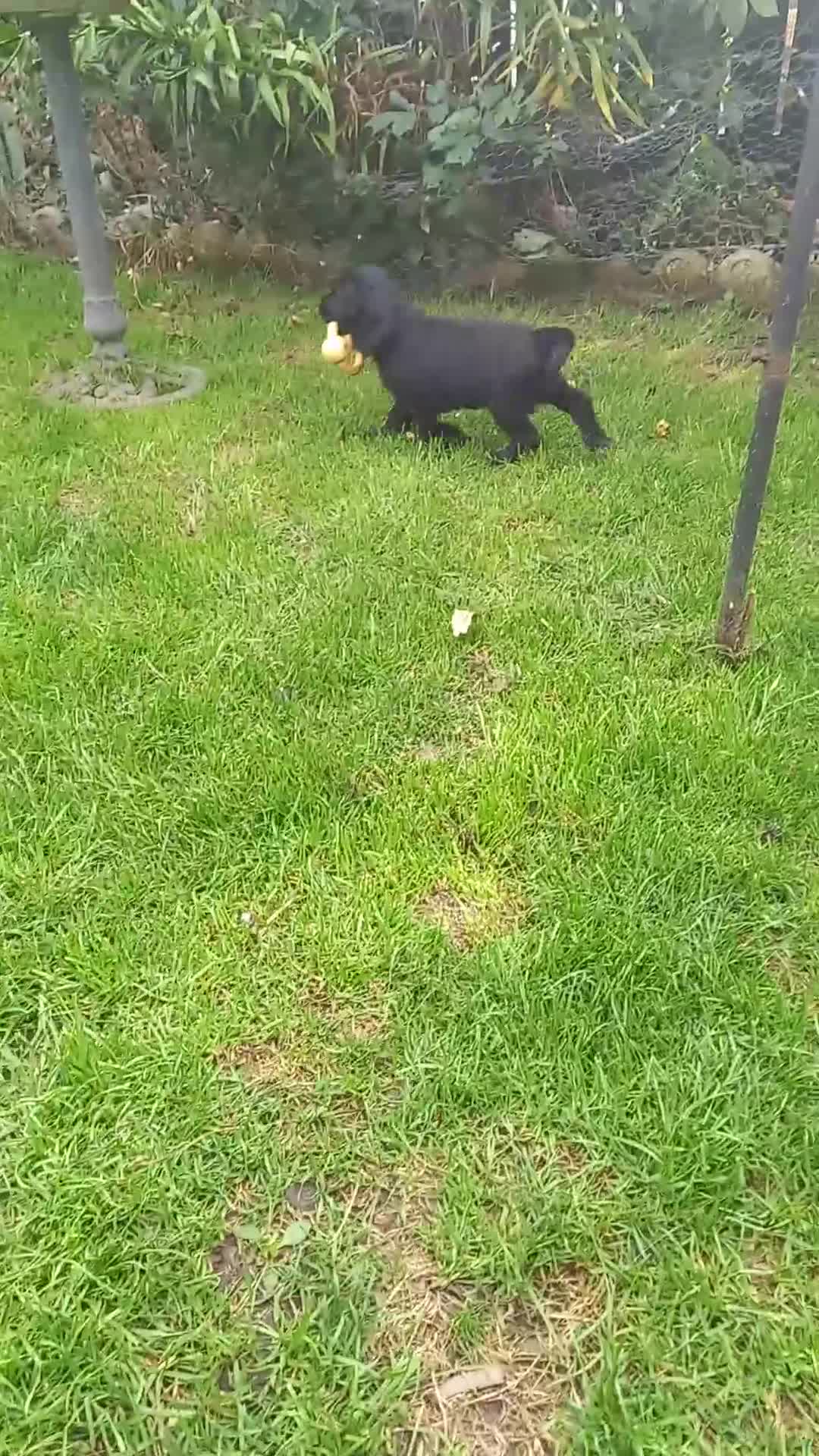 Cocker Spaniel dogs for sale: Stunning Cocker spaniel boy  - Video 1