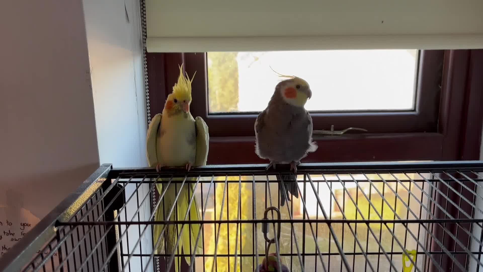 Cockatiels birds for sale: 2 cockatiels not to be sepetated in Lancaster - Video 1