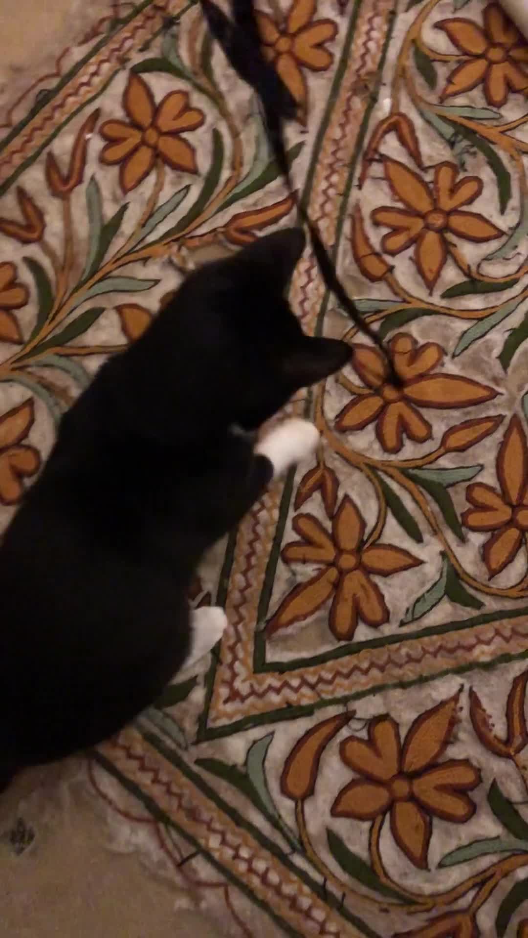 Domestic Shorthair cats for sale: Vaccinated Adorable domestic SH boy & calico girl - Video 1