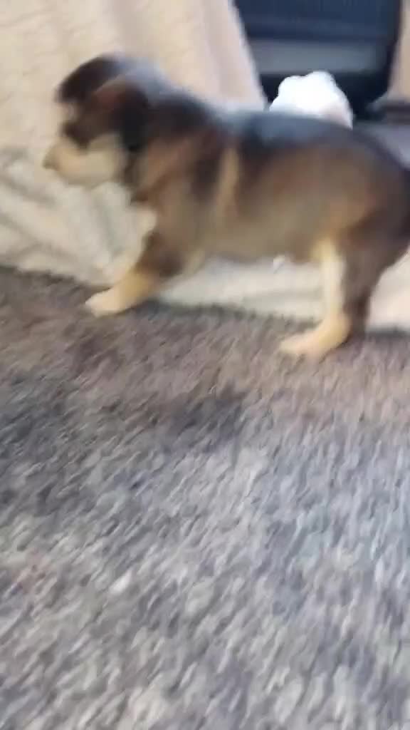 Mixed Breed dogs for sale: RARE!!!!! Siberian Cocker Puppy. - Video 1