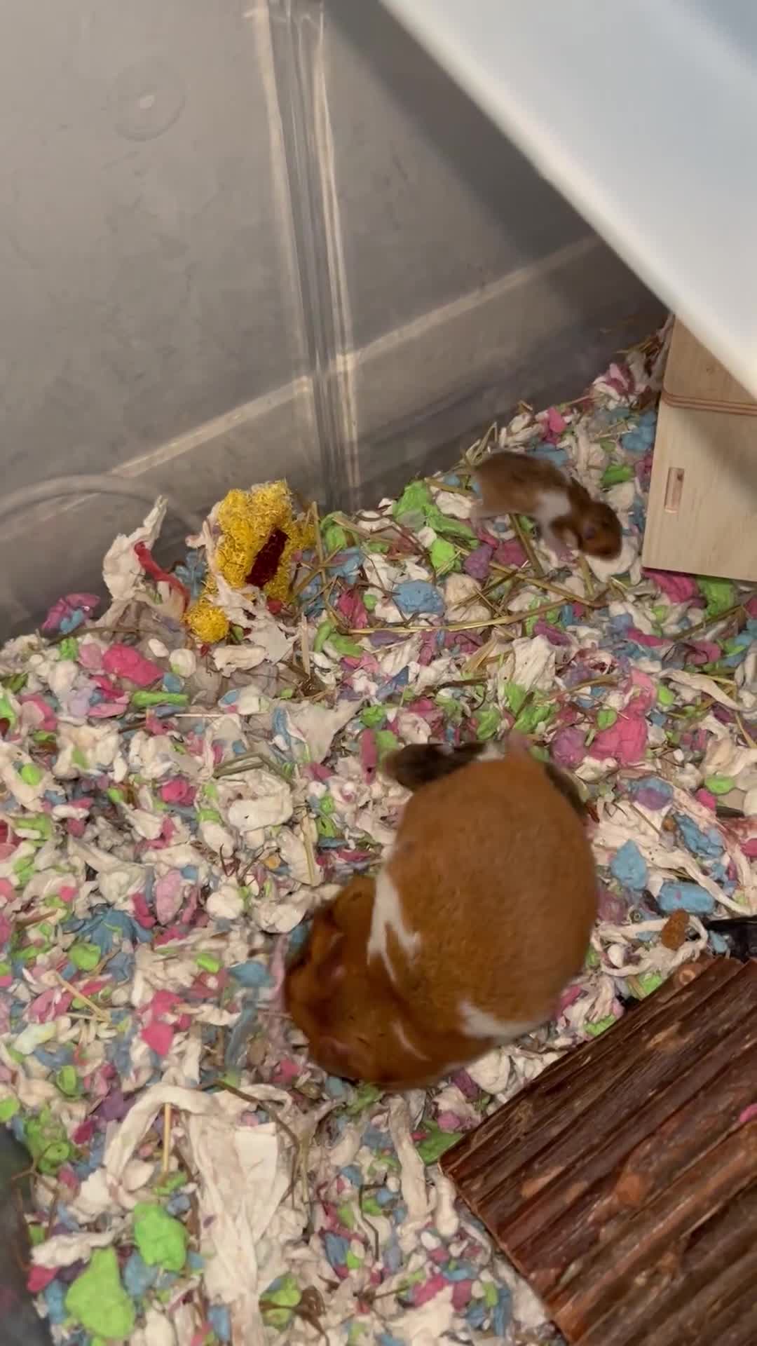 Hamster rodents for sale: 4 SYRIAN BABYS FOR SALE 💗 - Video 5