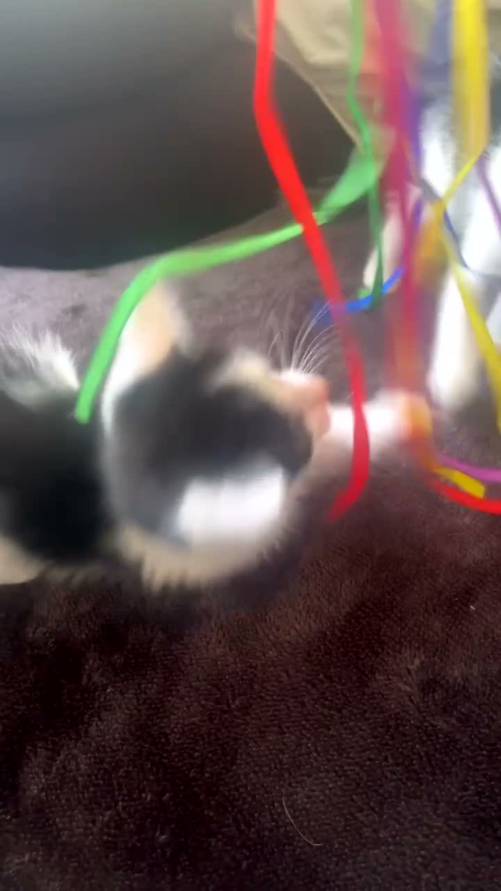 Mixed Breed cats for sale: 4 beautiful kittens for sale  in Hereford - Video 1