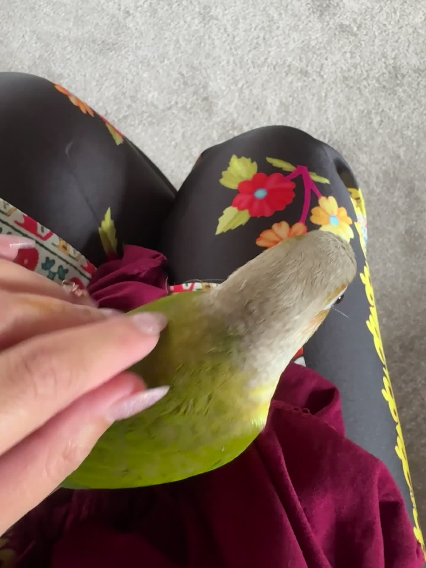 Conures birds for sale: Beautiful hand tame conure - Video 2