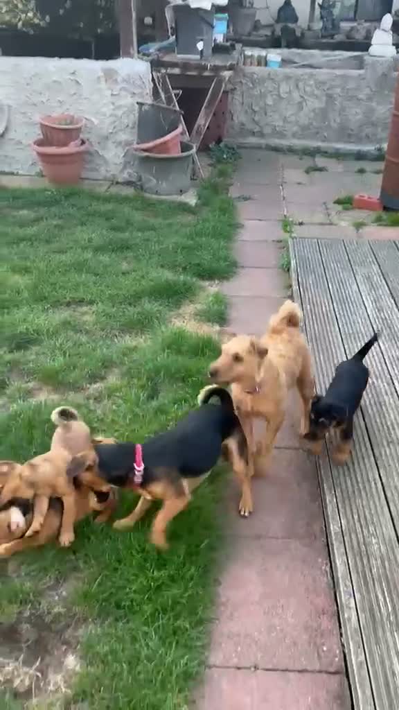 Mixed Breed dogs for sale: Lakeland terrier x jack russell pups 3 male  - Video 2