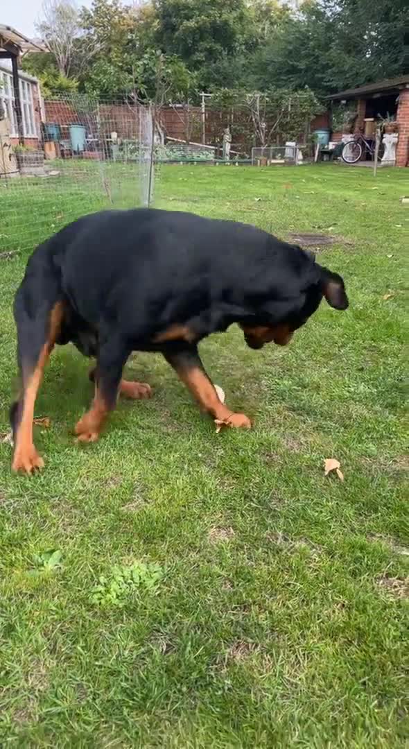 Rottweiler dogs for stud: Rottweiler Stud  in Dunstable - Video 2