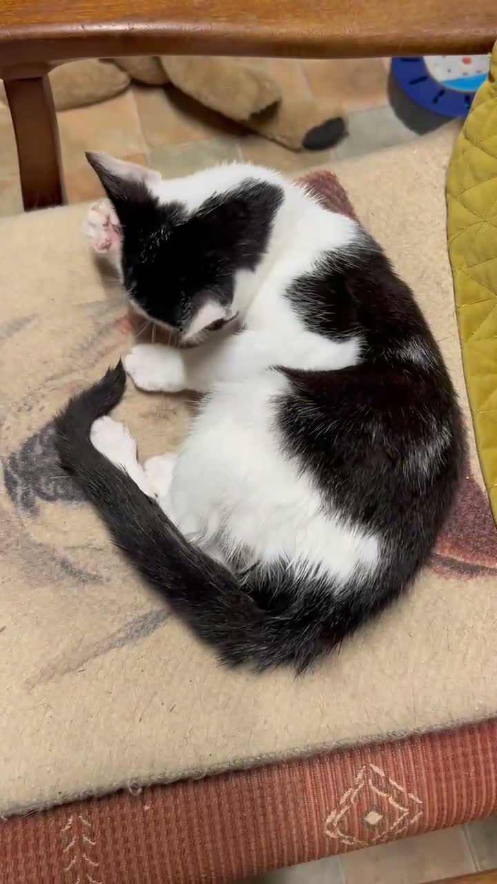 Mixed Breed cats for sale: Brother and sister , affectionate pair  - Video 1