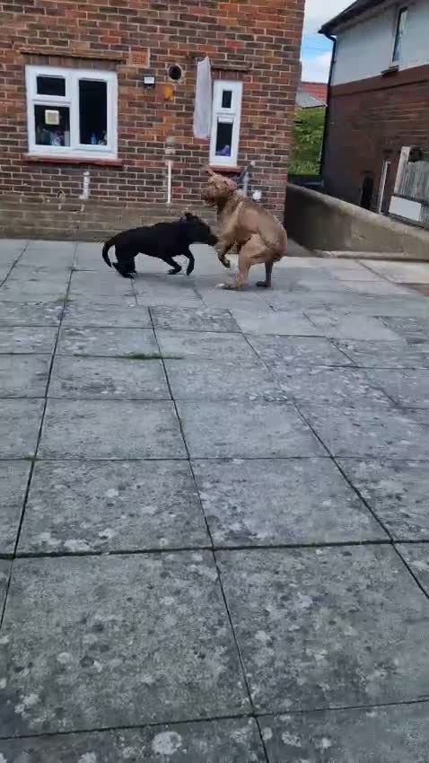 Labrador Retriever dogs for sale: Bella  - Video 1