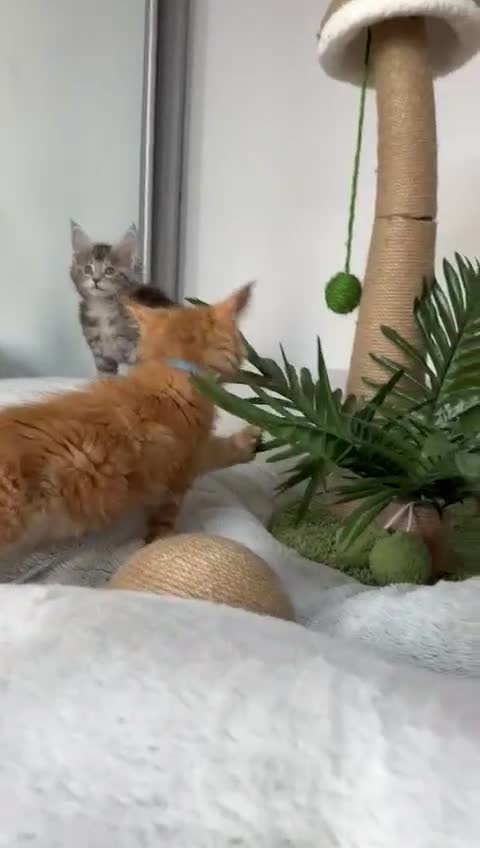 Maine Coon cats for sale: Maine Coon XXXL - Video 3