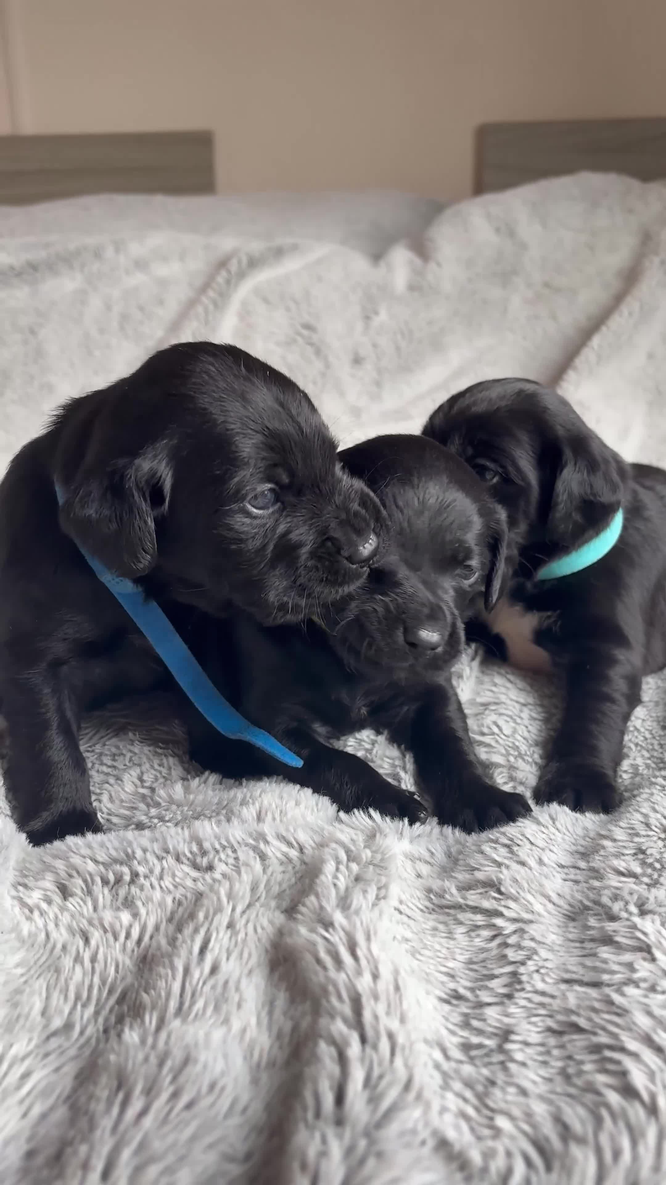 Cockerdor dogs for sale: Beautiful Cockerdor Puppies - Ready Soon in Blackburn - Video 1