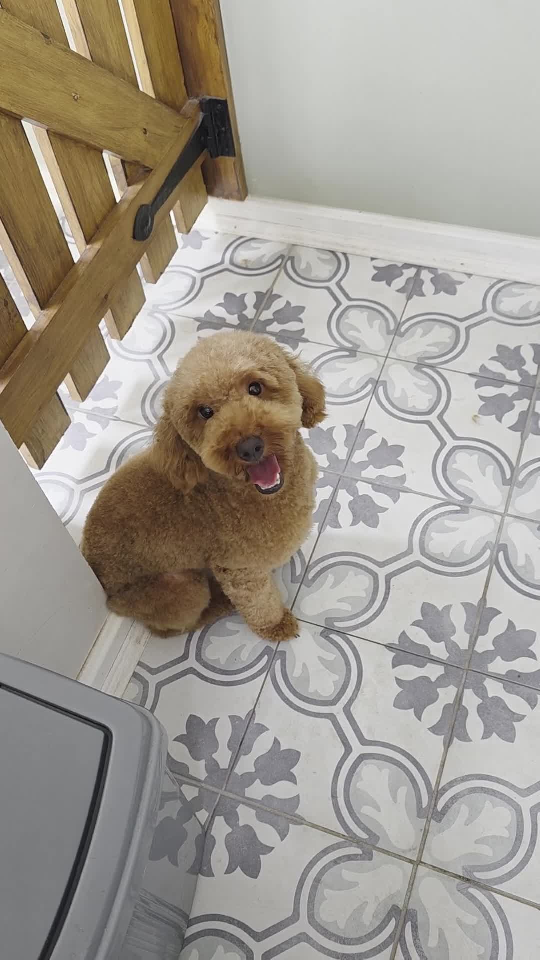 Cavapoo dogs for sale: 1 year old female  - Video 1