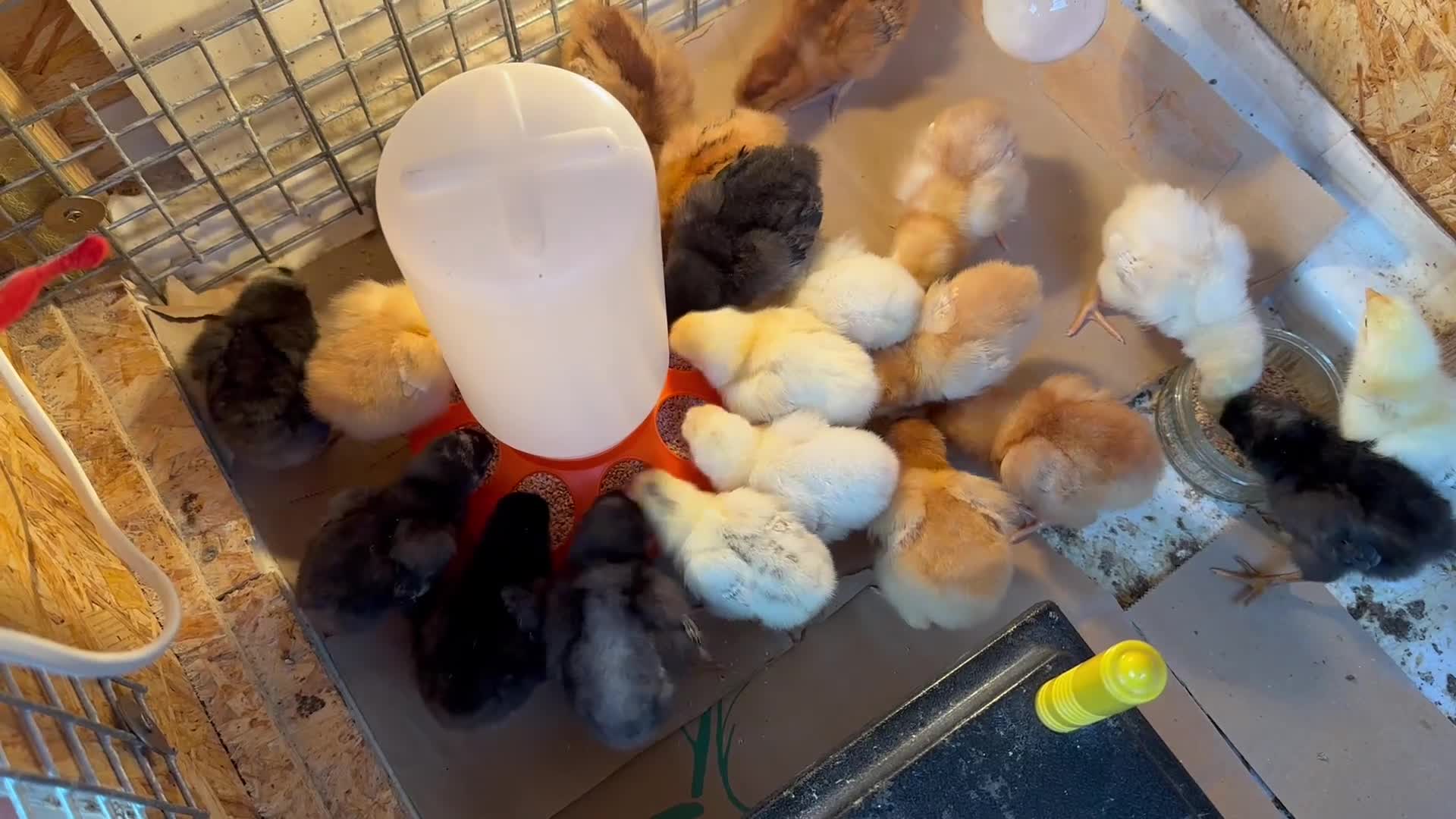 Chickens poultry for sale: Healthy Day-old Chicks - multi colours for sale - Video 1