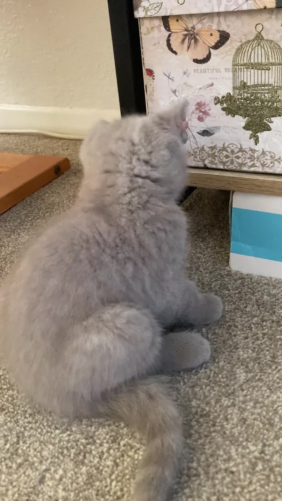 British Shorthair cats for sale: Beautiful BSH Kittens/Blue/Lilac/GCCF parents - Video 2