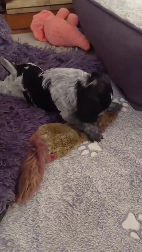 Cocker Spaniel dogs for sale: Stunning Blue Roan Working Cocker Spaniel Puppies in Rugby - Video 2