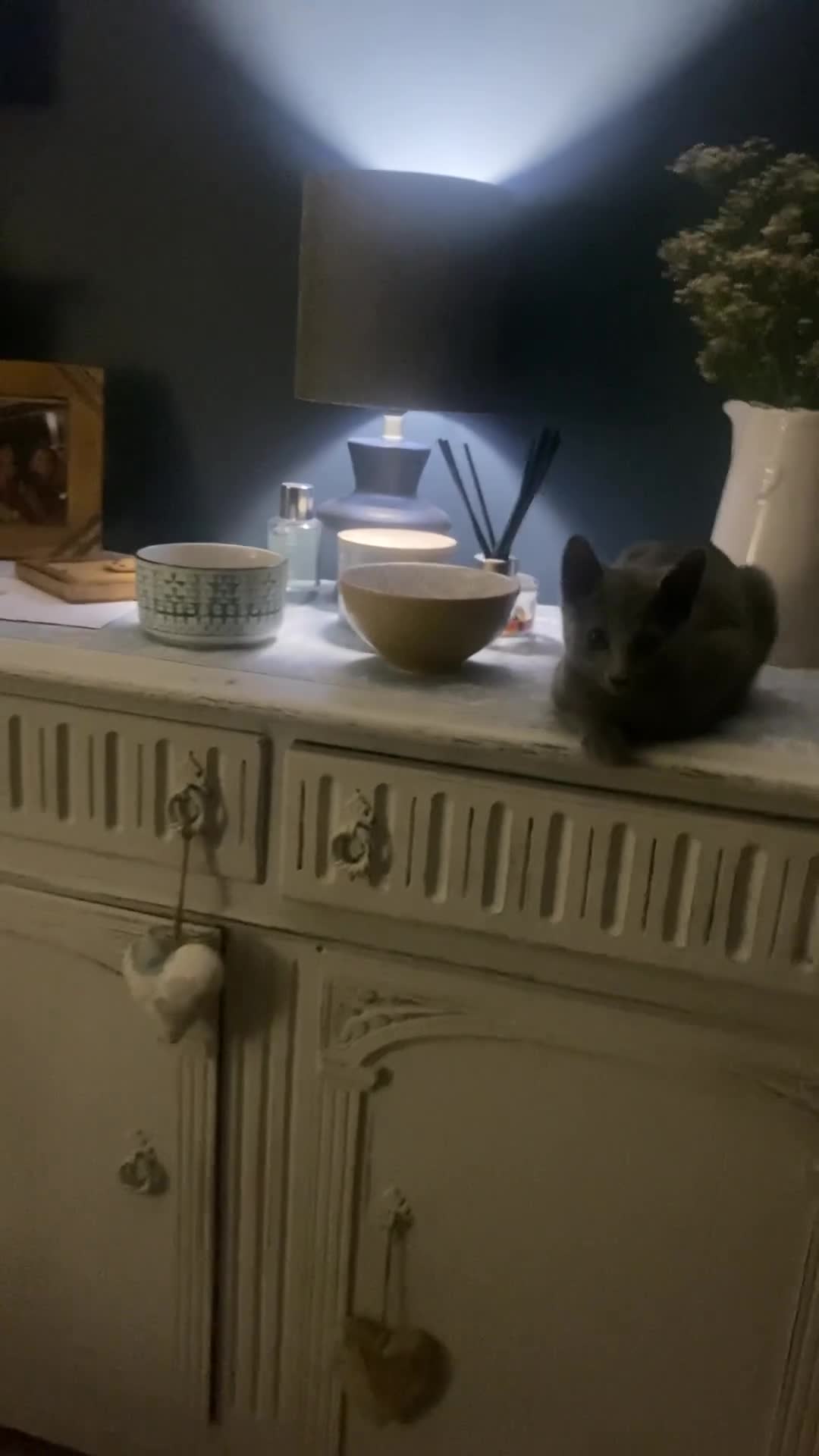 Russian Blue cats for sale: 5 Pure Pedigree Russian Blue Kittens *LAST MALE* - Video 4