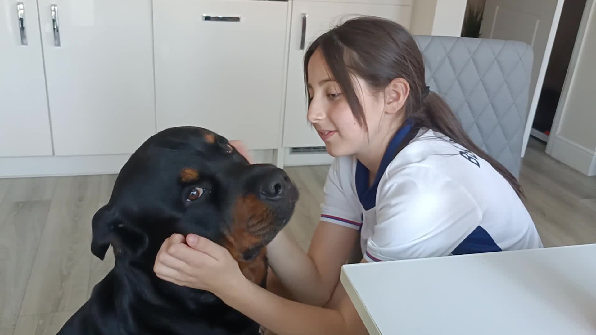 Rottweiler dogs for stud: Rottweiler for stud full pedigree, health tested  in Prescot - Video 1