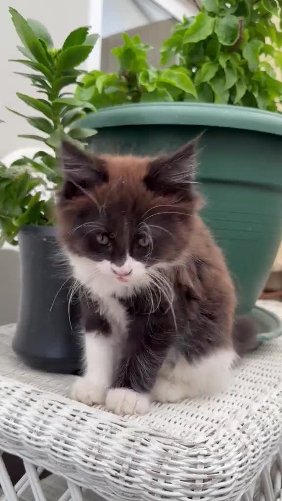 Mixed Breed cats for sale: Half Maine Coon kitten - Video 1