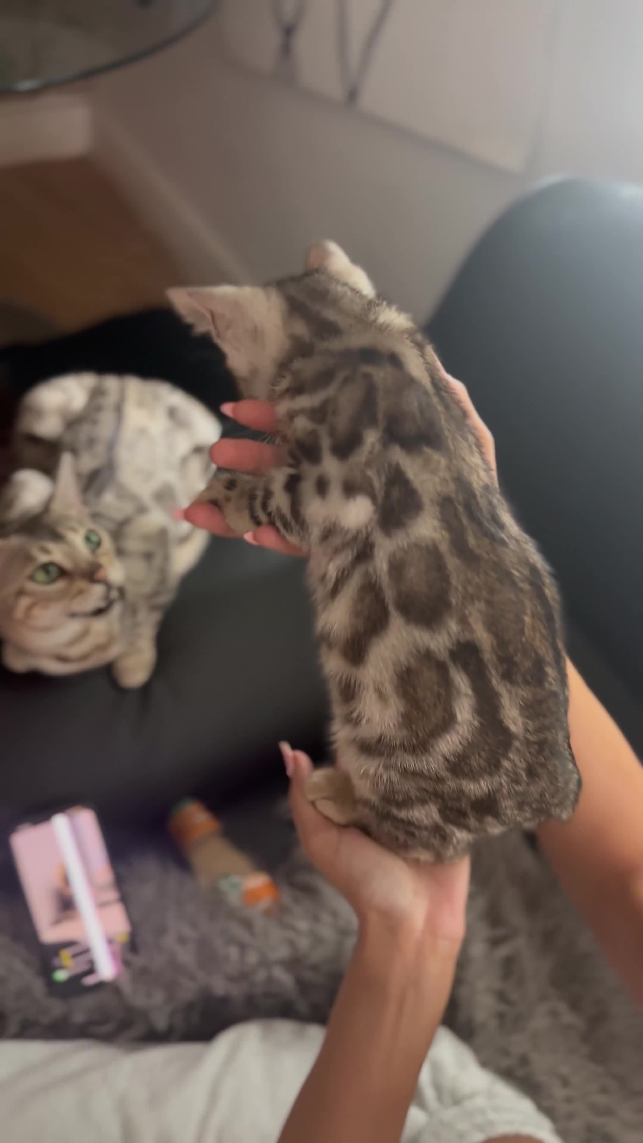 Bengal cats for sale: 1silver female  bengal 1charcoal male bengal pure - Video 1