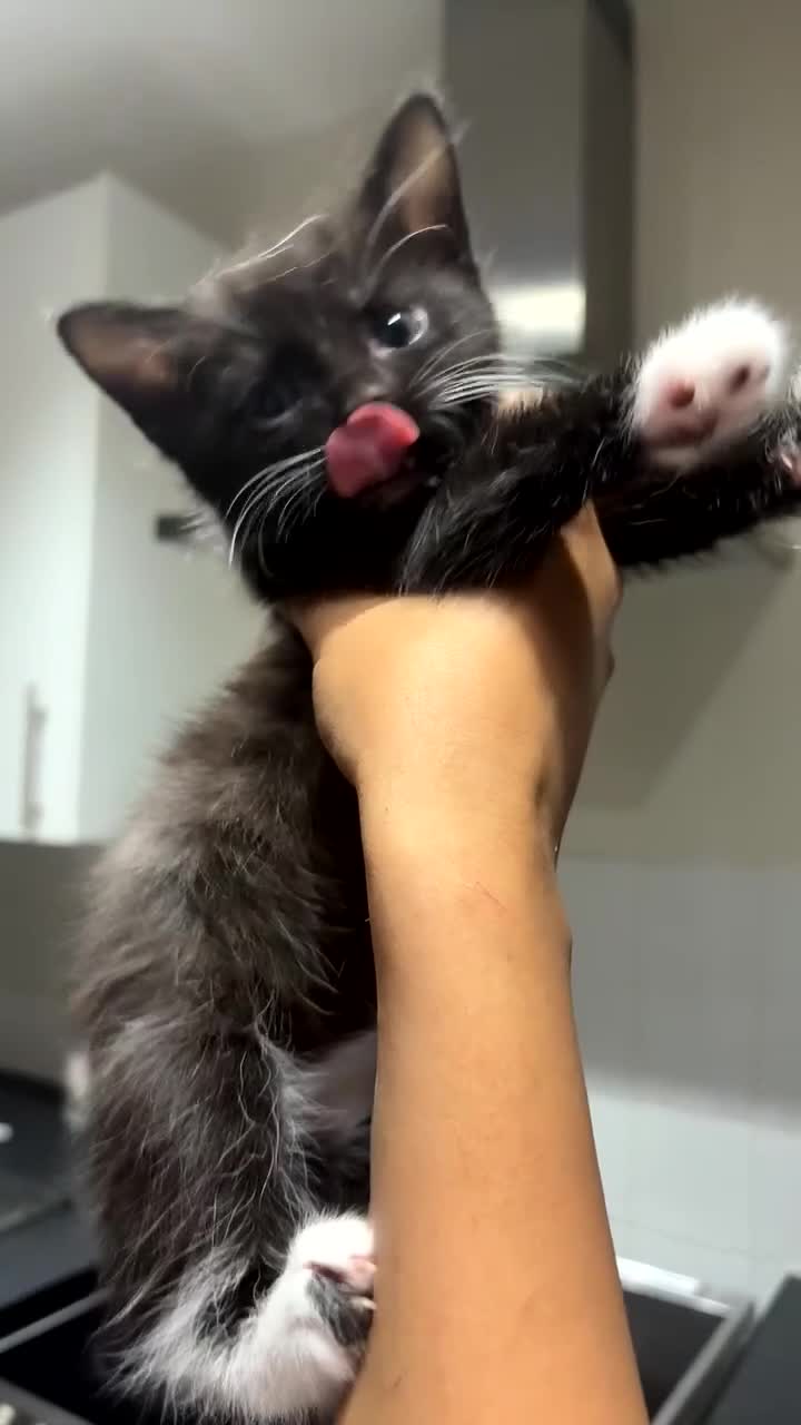 Mixed Breed cats for sale: Beautiful black kitten  - Video 3