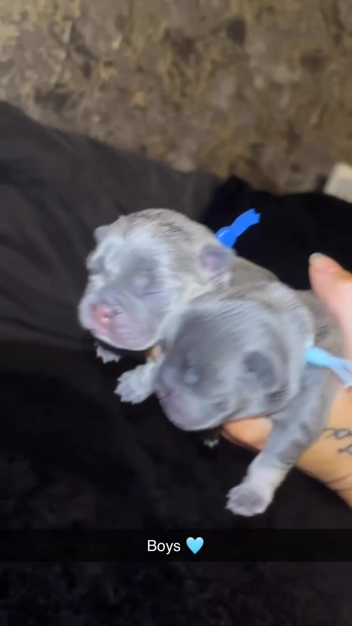 French Bulldog dogs for sale: Beautiful lilac and tan frenchie puppies  - Video 4