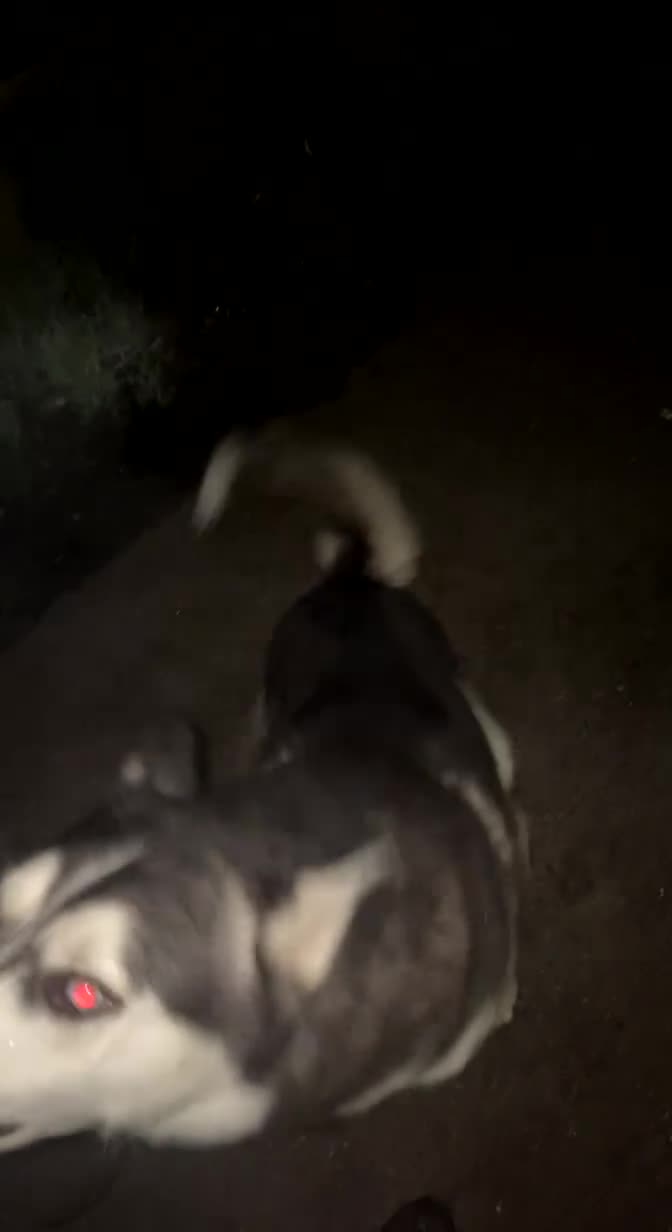 Utonagan dogs for sale: To husky up for sale one girl ,one boy  - Video 3