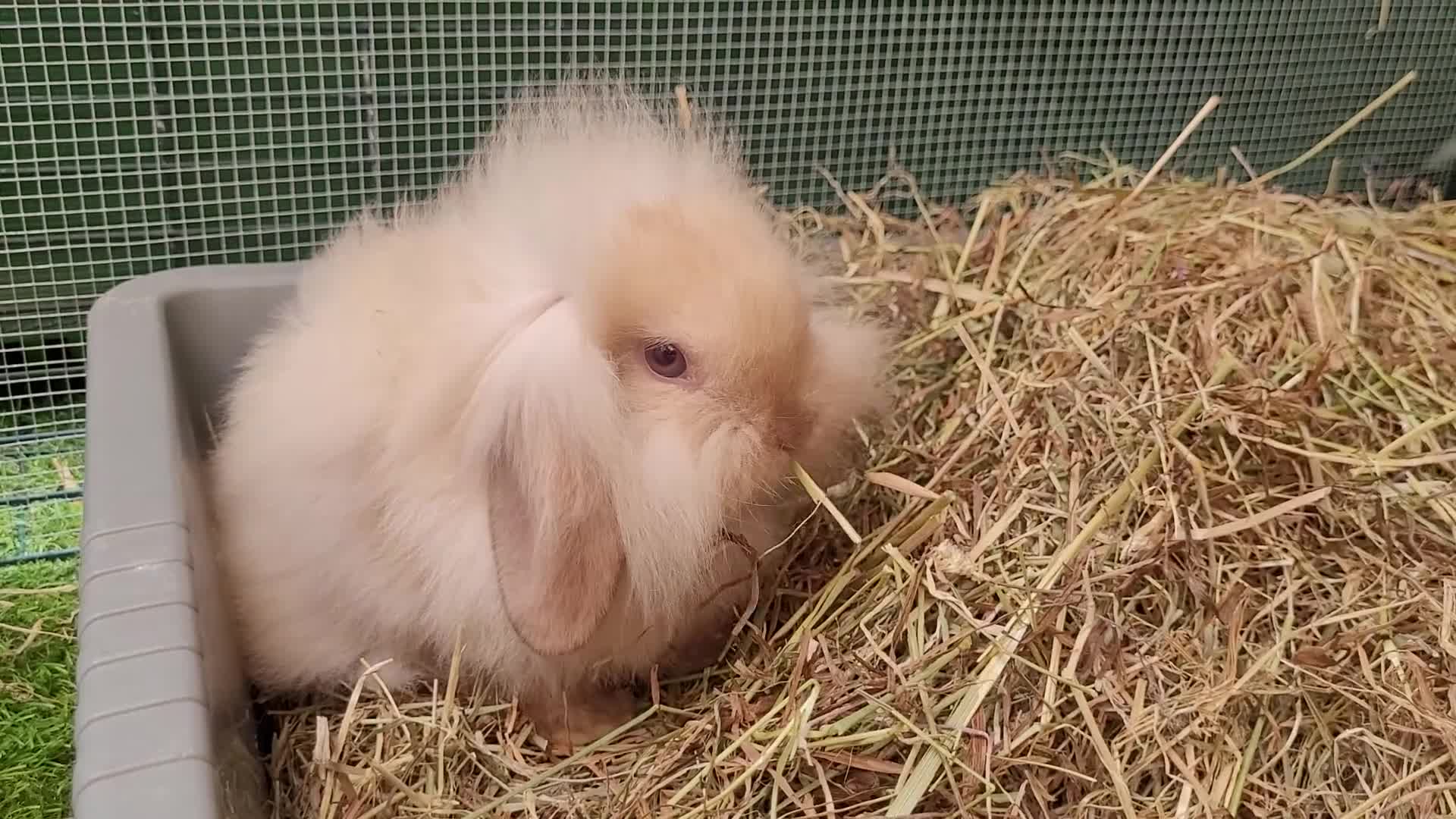 Mini Lion Lop rabbits for sale: Adorable Mini Lion Lops - READY JULY 1ST - Video 2