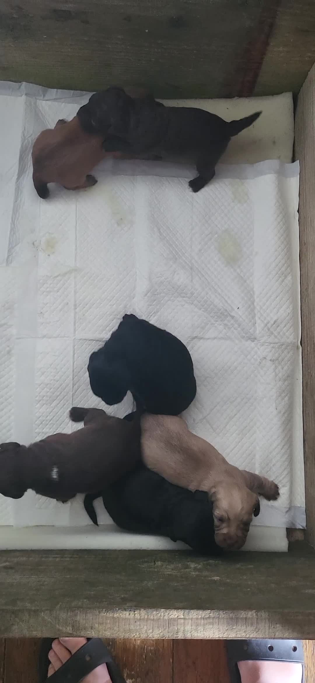 Jackapoo dogs for sale: Jackapoo pups for sale  - Video 1