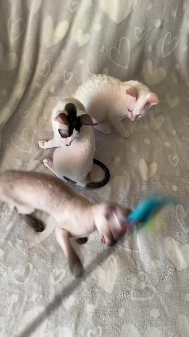 Cornish Rex cats for sale: Cornish Rex Kittens – Ready for Loving Homes - Video 1
