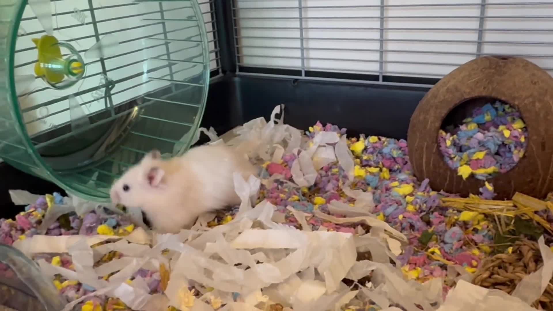 Hamster rodents for sale: Gorgeous Syrian Hamster Girl - Video 1