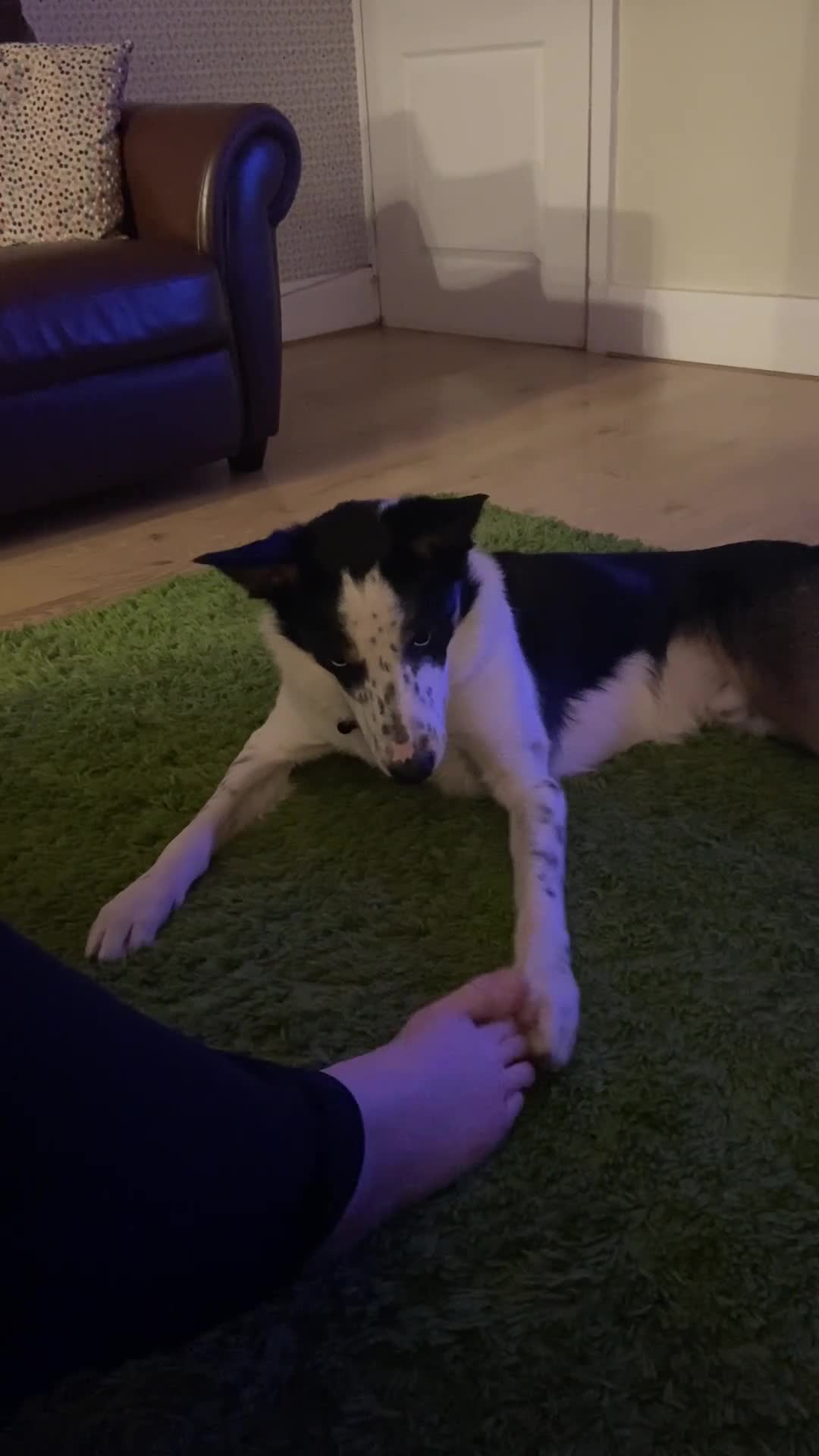 Border Collie dogs for sale: Gorgeous but anxious 4yr old border collie boy - Video 1