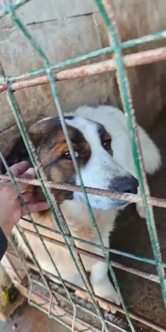 Mixed Breed dogs for adoption: ❤️ Bonded Corgi Cross Brothers Seeking Home ❤️ - Video 1