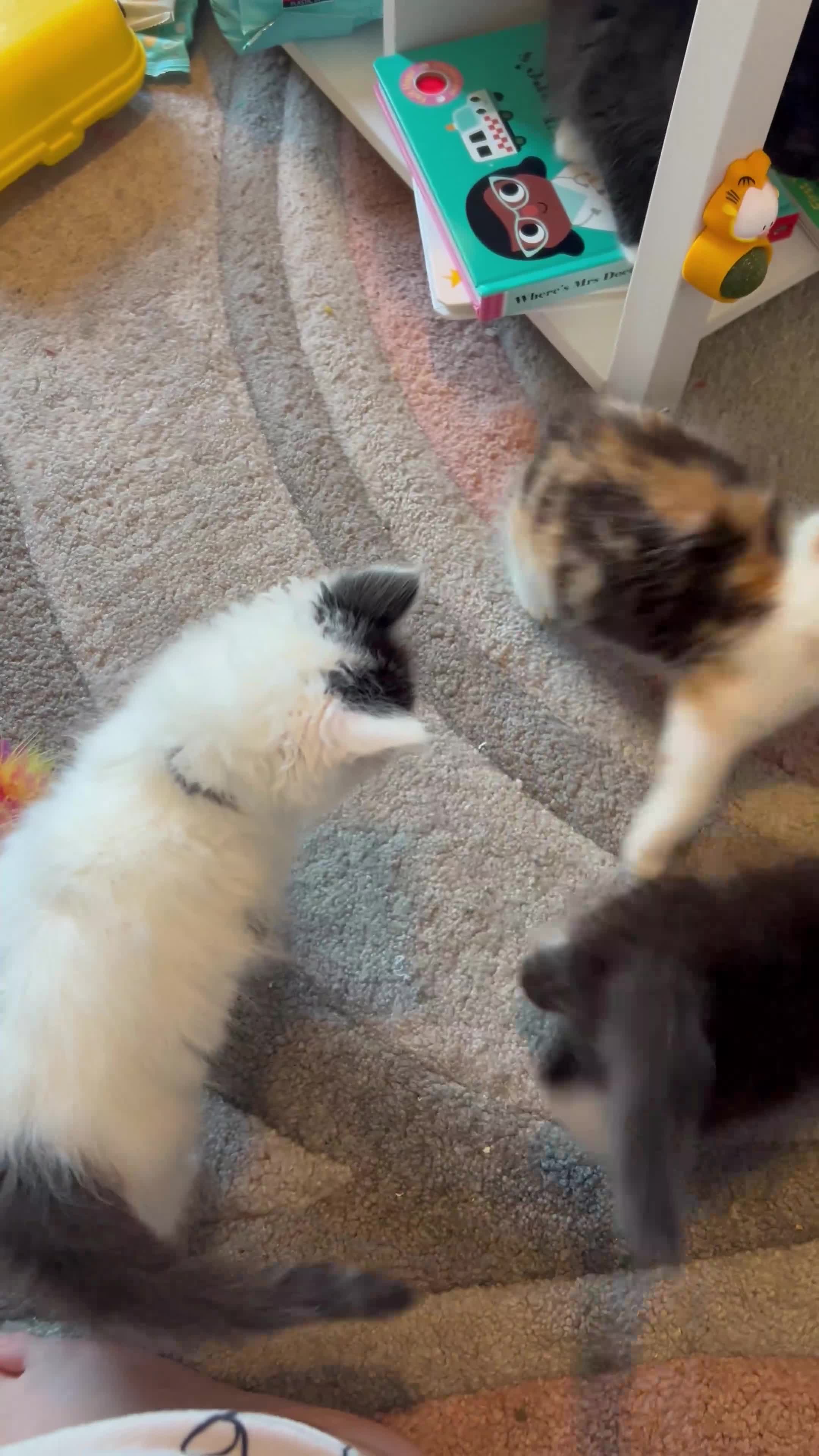 Mixed Breed cats for sale: 3 long haired male kittens  - Video 1