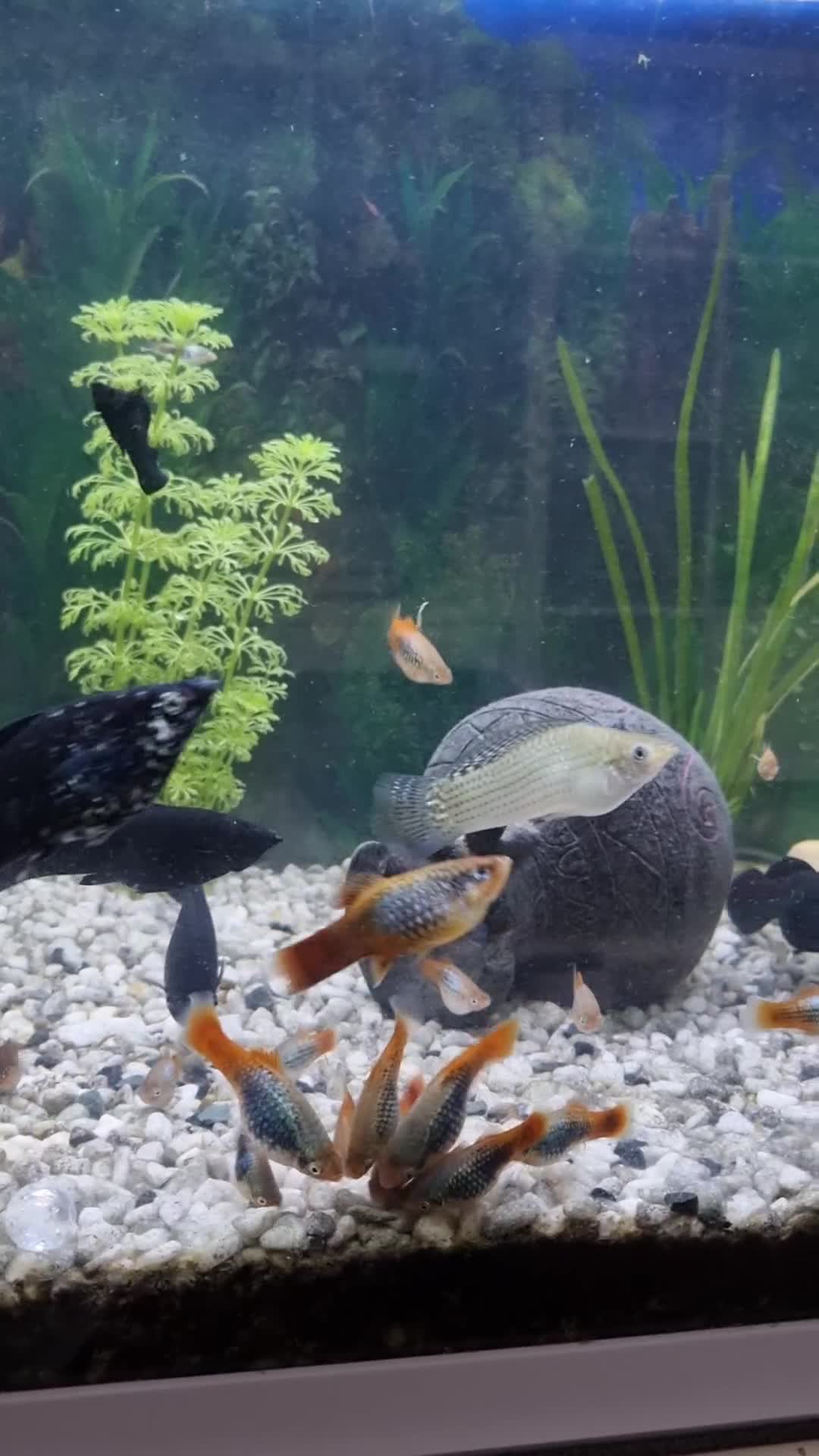 Platies fish for sale: Young Southern Platys  in London - Video 1