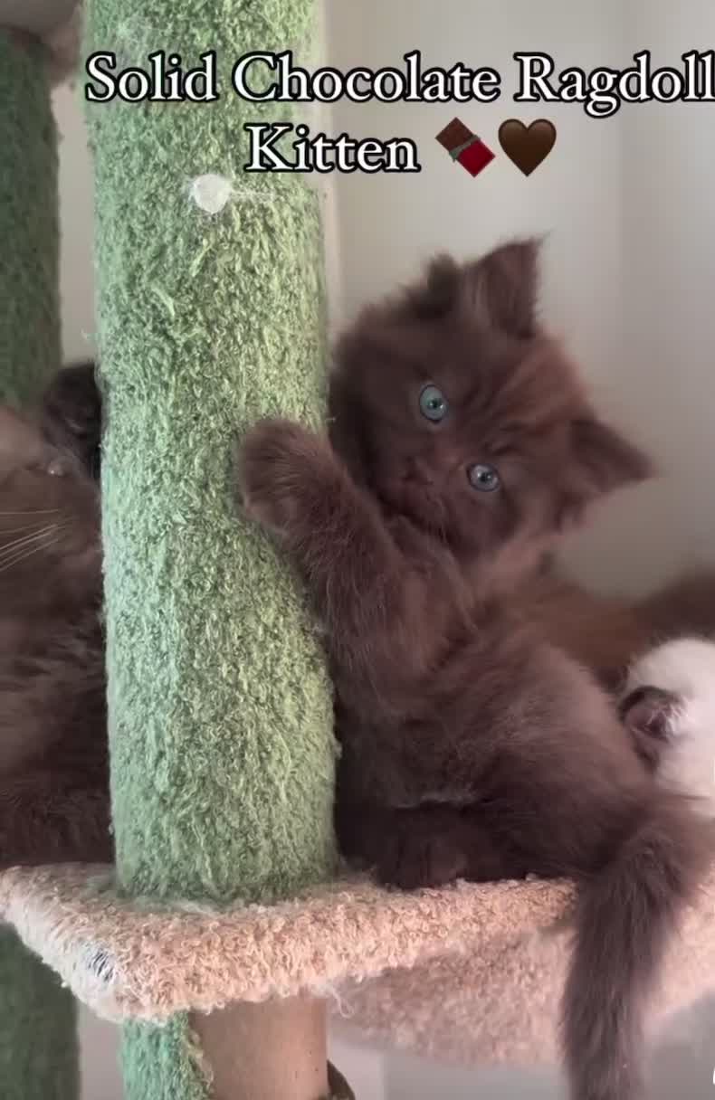 Ragdoll cats for sale: 2 CHOCOLATE RAGDOLL M/F  - Video 1