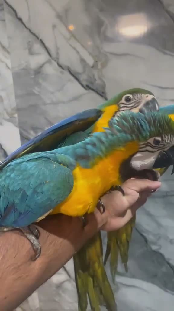 Macaws birds for sale: Baby HandReared Friendly Super Tame Cuddly Macaw in Nottingham - Video 1