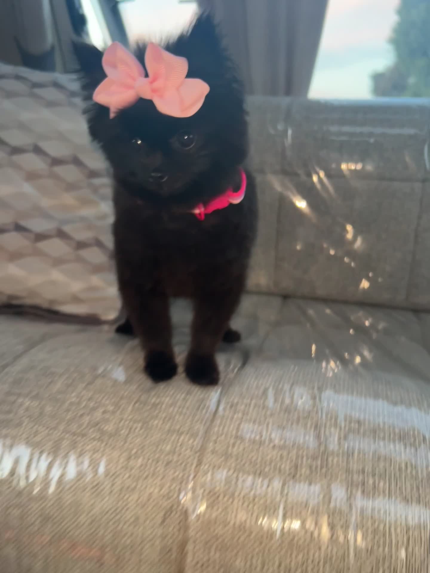 Pomeranian dogs for sale: darla🌸💗 - Video 2