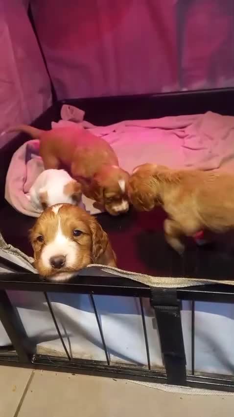 Cocker Spaniel dogs for sale: Beautiful cocker spaniel puppy  - Video 2