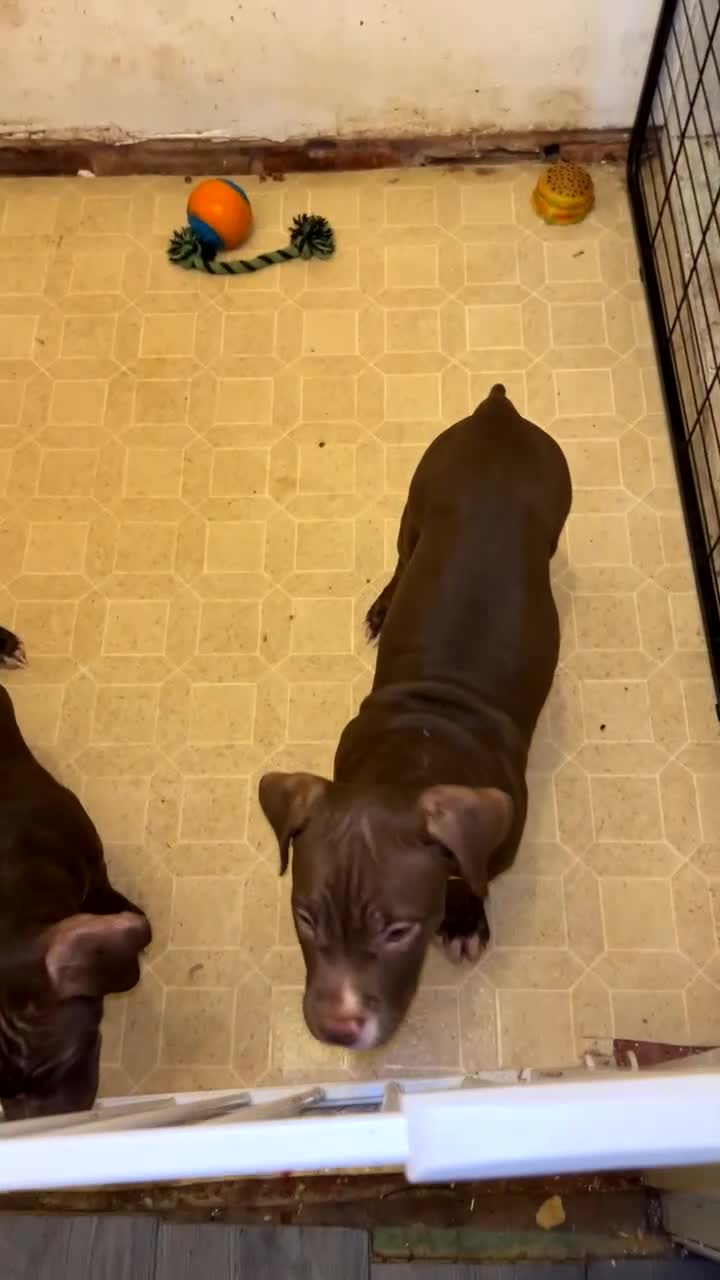 Mixed Breed dogs for sale: 2 beautiful little chunks - Video 1