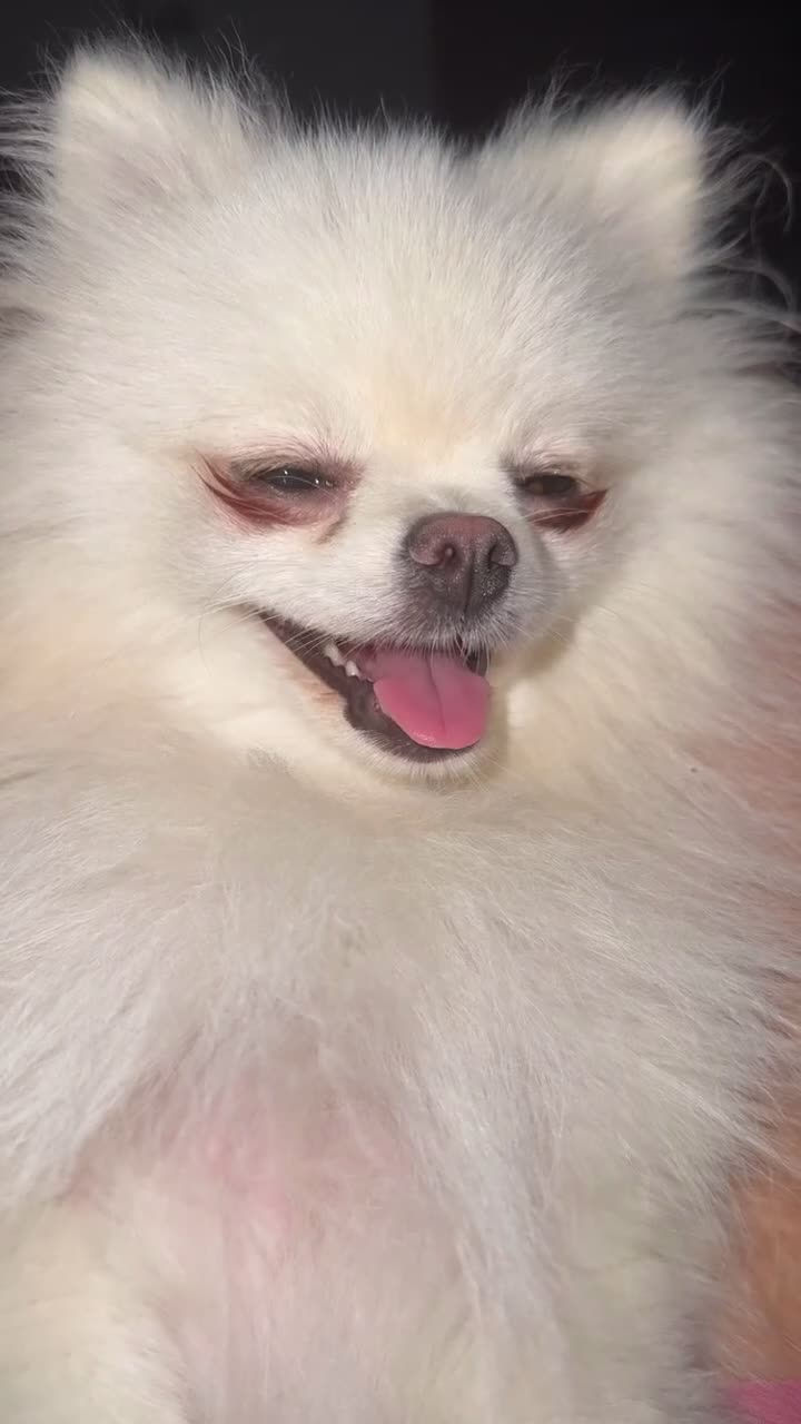 Pomeranian dogs for sale: Kennel club  registered Pomeranian - Video 1