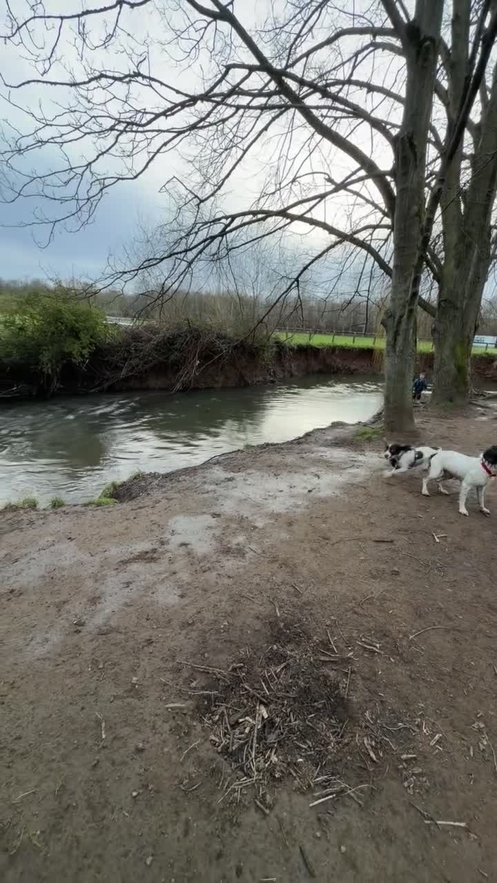 English Springer Spaniel dogs for stud: KC registered English springer spaniel - Video 1