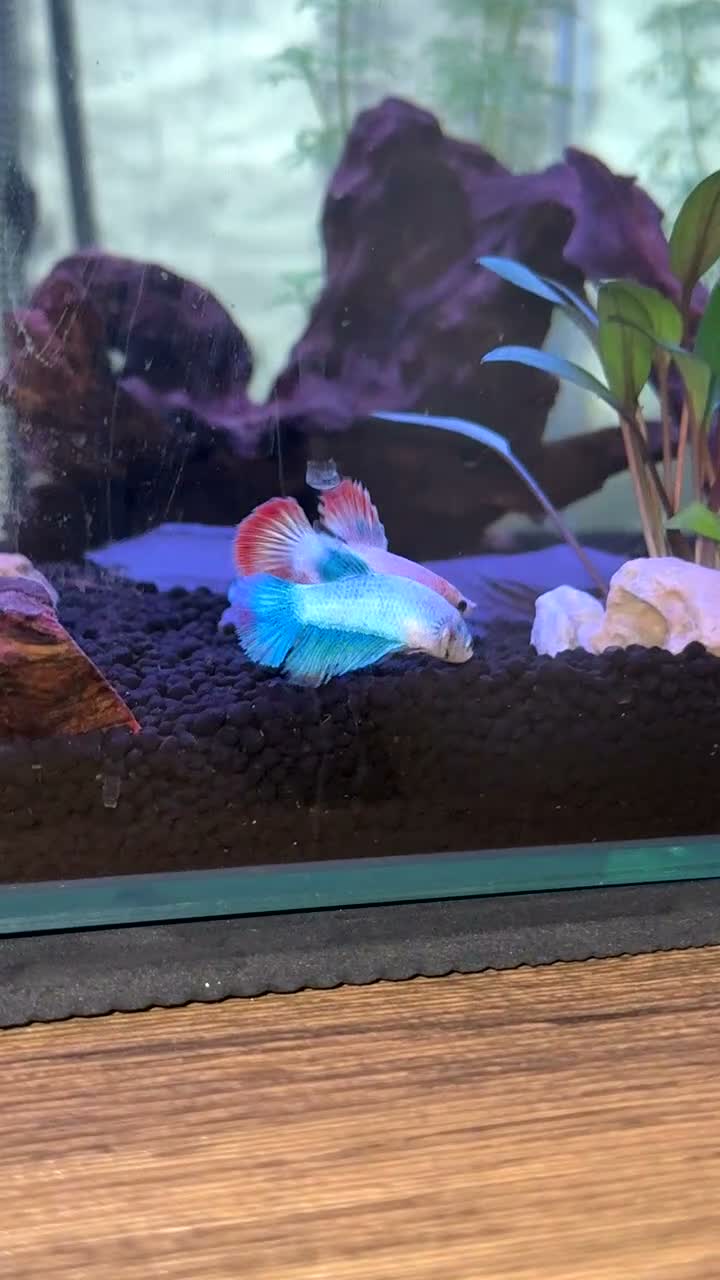 Bettas fish for sale: Betta plaket Female Two in Leicester - Video 1